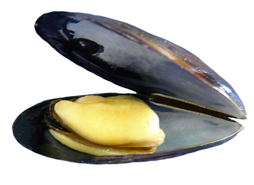 moule