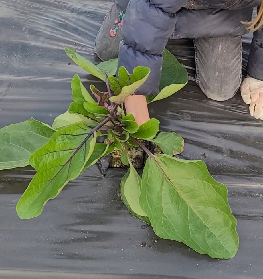 aubergines