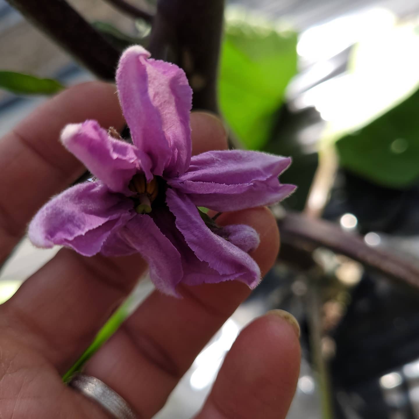 fleurs del'aubergines