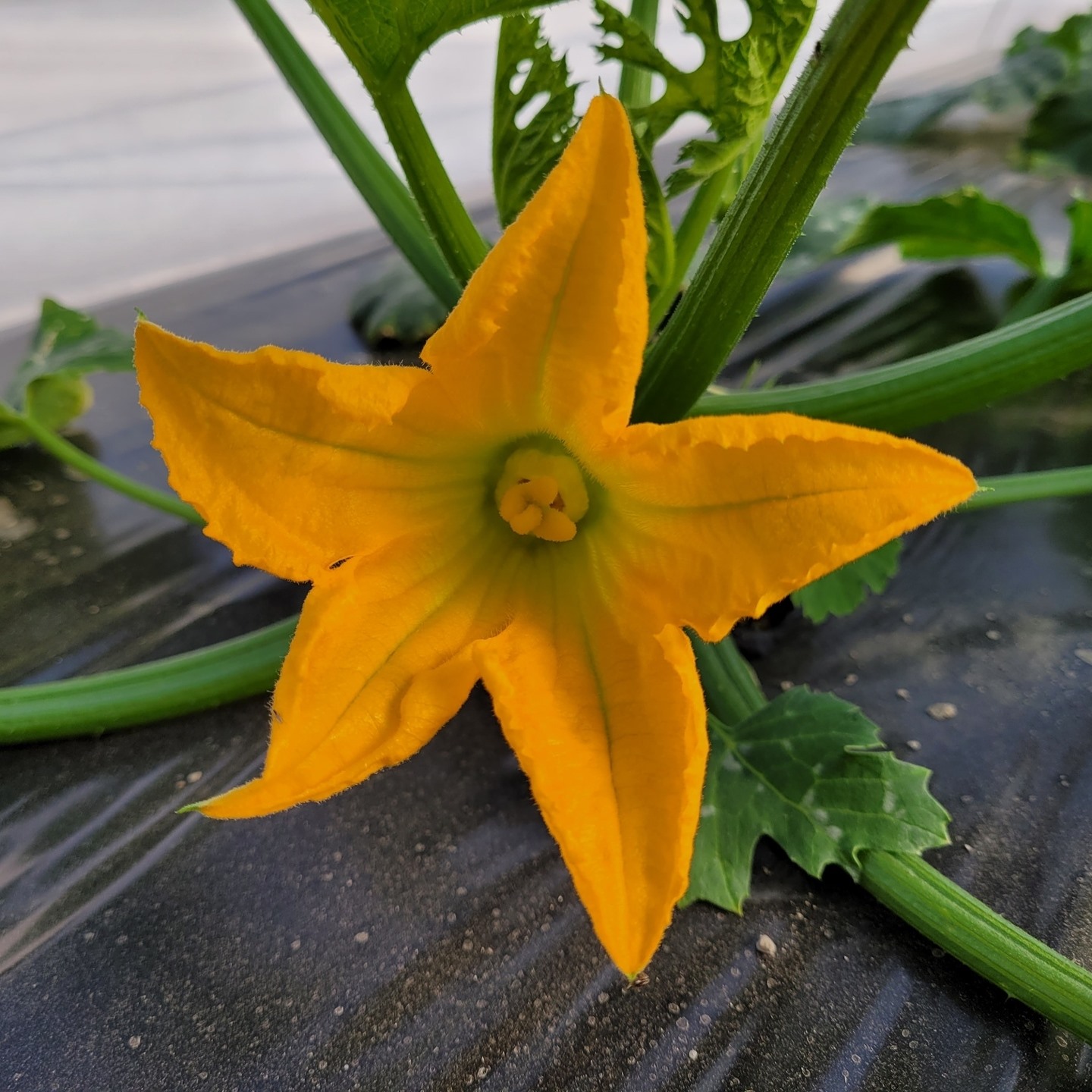 fleurs de courgettes